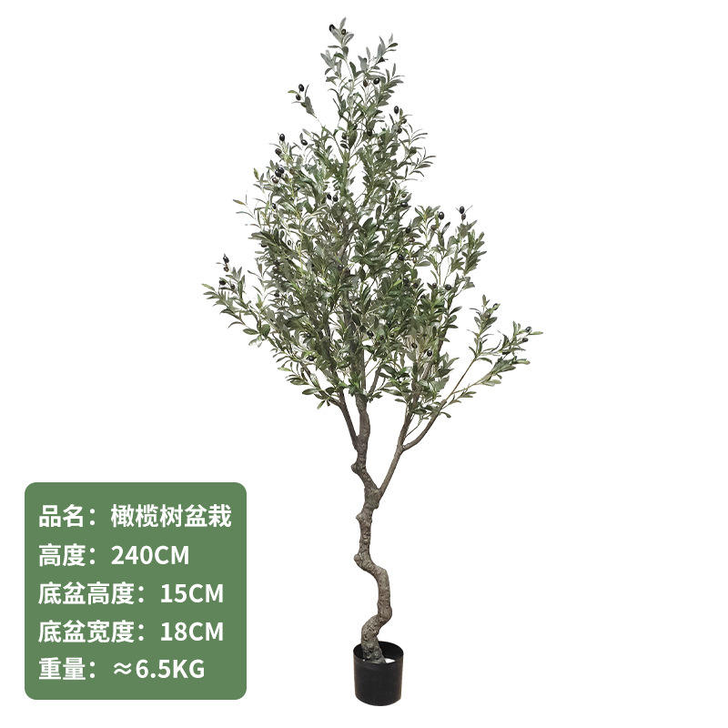240cm olive tree