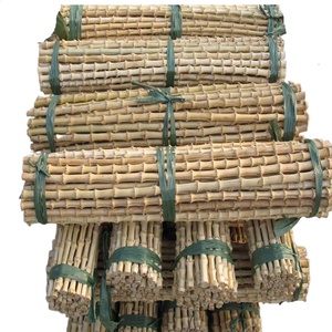 Bastones <span class=keywords><strong>de</strong></span> raíz <span class=keywords><strong>de</strong></span> <span class=keywords><strong>bambú</strong></span> rectos Whangee para bastón y asas <span class=keywords><strong>de</strong></span> bolsa Materias primas naturales - Product Image 2