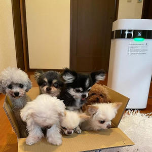 <span class=keywords><strong>X5</strong></span> <span class=keywords><strong>Airdog</strong></span> เครื่องฟอกอากาศสะอาดสำหรับโรคภูมิแพ้ในบ้านสัตว์เลี้ยงผม - Product Image 3