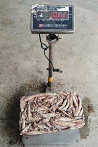 <span class=keywords><strong>Calamar</strong></span> Entero Congelado 30-60g, Pescado <span class=keywords><strong>Fresco</strong></span> de Pesca Reciente, Suministro al por Mayor - Product Image 4