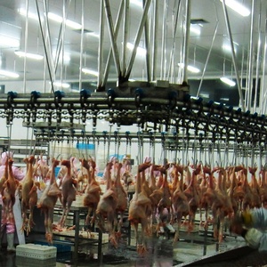 Gà giết mổ nhà gà giết mổ máy cho giết mổ Chuỗi Dòng - Product Image 5