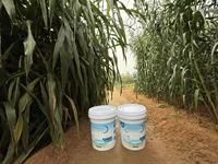 Agent de rétention d'eau très efficace pour la conservation de l'humidité du sol et l'amélioration de la croissance des plantes fabriqué en Chine