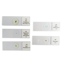 Microscope Slide for Biological Class Biological Microscope Slides Prepared Specimen Slides for Biology Class Teaching