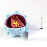 Modèle agrandi du virus du VIH KyrenMed, modèle agrandi du virus du SIDA, modèle de structure en section transversale