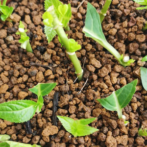 Granulés d'akadama de qualité supérieure 3-6 mm 9-12 mm, terre aérée pour mélange de potage pour plantes succulentes pour prévenir la pourriture des racines - Product Image 6