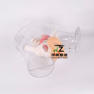 Simulator Kateterisasi Uretra Pria Transparan Simulasi Pelatihan Keterampilan Keperawatan Klinis - Product Image 2