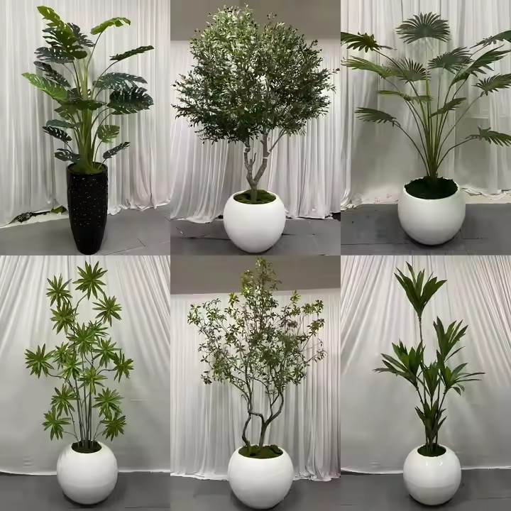 banana leaf tree best quality outdoor