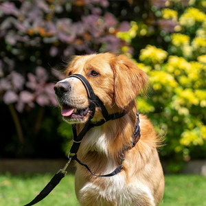 Bucle ajustable reflectante Anti-mordedura ladridos acolchado boca de perro bozal fácil Control Nylon mascotas Headcollar sin tirar bozal de perro - Product Image 5