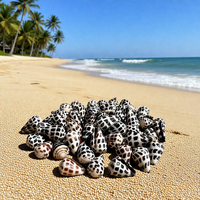 Coquillages naturels en vrac Conus Ebraeus (coquille de bernard-l'ermite) pour pendentifs de bijoux hawaïens DIY (colliers, boucles d'oreilles)