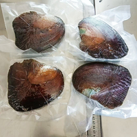 Lot en Gros Huîtres de Perles Naturelles d'Eau Douce Géantes, AAA, Couleurs Assorties, Emballées sous Vide, Huîtres Monstrueuses pour Cadeaux Perles d'Amour