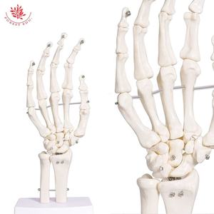 Model sendi manusia kerangka tangan plastik murni putih kualitas terbaik Model palsu tangan realistis - Product Image 6