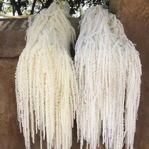 Flor Decorativa Preservada de Amaranto Colgante, en Oferta, para Decoración de Bodas/Hogar/Eventos y Arreglos Florales - Product Image 6