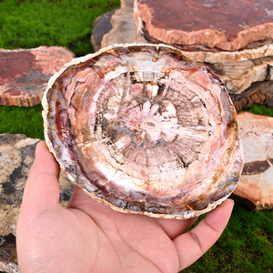 Natural Energy Crystal Healing Stone Petrified <b>Wood</b> <b>Slice</b> <b>Wood</b> Fossil Slab for Home Decoration - Product Image 4