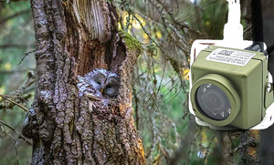 Camhi Car&amp;<strong>Bird</strong> <strong>Nest</strong> Waterproof Night Vision Micro 940nm IR <strong>IP</strong> POE Cam Network P2P TF Card Slot POE <strong>IP</strong> <strong>Bird</strong> Box <strong>Camera</strong> - Product Image 2