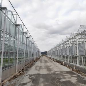 Hoch effizientes Hydroponik-Gewächshaus mit Polycarbonat blech und Stahlrahmen-Sonder größen für die gewerbliche Landwirtschaft - Product Image 3