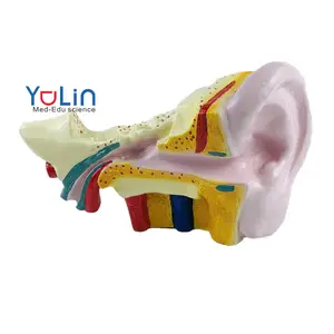 医学教育教具塑料巨耳模型解剖3倍放大3D人耳模型