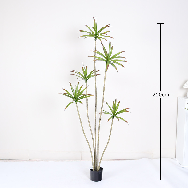 Plante miniature en pot d'agave 210 cm