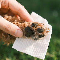 Produits de nettoyage pour animaux de compagnie, lingettes pour animaux de compagnie, non-tissés, pratiques, personnalisation en usine