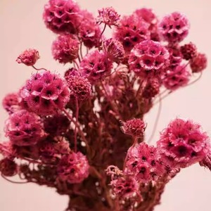 Оптовая продажа, консервированные стебли Scabiosa | Сушеные Цветочные стручки для фотосъемки, наполнитель подарочной коробки - Product Image 4