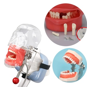 Typodont Detachable 28 PVC <b>Teeth</b> Model Multi-Purpose Articulated Anatomy <b>Teeth</b> <b>Whitening</b> Accessories for Teaching Study Schools - Product Image 5