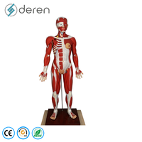 Maniquí de 170 cm de Tamaño Real del Sistema Muscular Humano, Modelo de Órganos Internos, 27 Partes, Figura Anatómica Muscular de Silicona Suave, Uso Médico