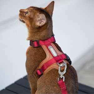 Ensemble <span class=keywords><strong>de</strong></span> harnais <span class=keywords><strong>de</strong></span> <span class=keywords><strong>chat</strong></span> en similicuir réglable à la mode avec gilet <span class=keywords><strong>de</strong></span> style H avec laisse mousqueton pivotante <span class=keywords><strong>de</strong></span> qualité supérieure et fonction rembourrée - Product Image 6