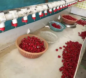 Bebedero de pezón para aves de corral, válvula de bola inoxidable, fabricado en China