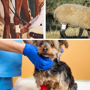 לוגו מותאם אישית ידידותית לסביבה דביק קלטת ספורט נקע עזרה ראשונה כחול וטרינר לעטוף תחבושת עבור סוסים - Product Image 6