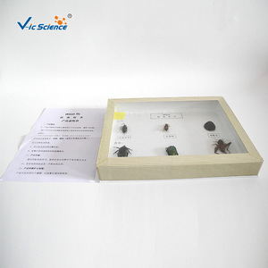 Fournisseur direct d'échantillons d'insectes séchés de six espèces ; aides pédagogiques de biologie pour les écoles primaires et secondaires. - Product Image 3
