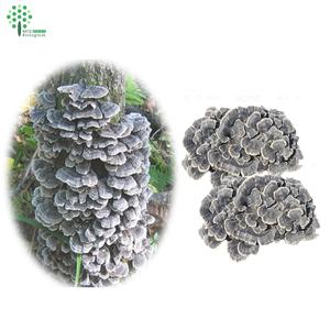 코리올루스 베르시콜로 트라메테스 베르시콜로 추출물 50% 식품 등급 비타민 버섯 가루 야생 재배 유기농 포장 드럼 - Product Image 6