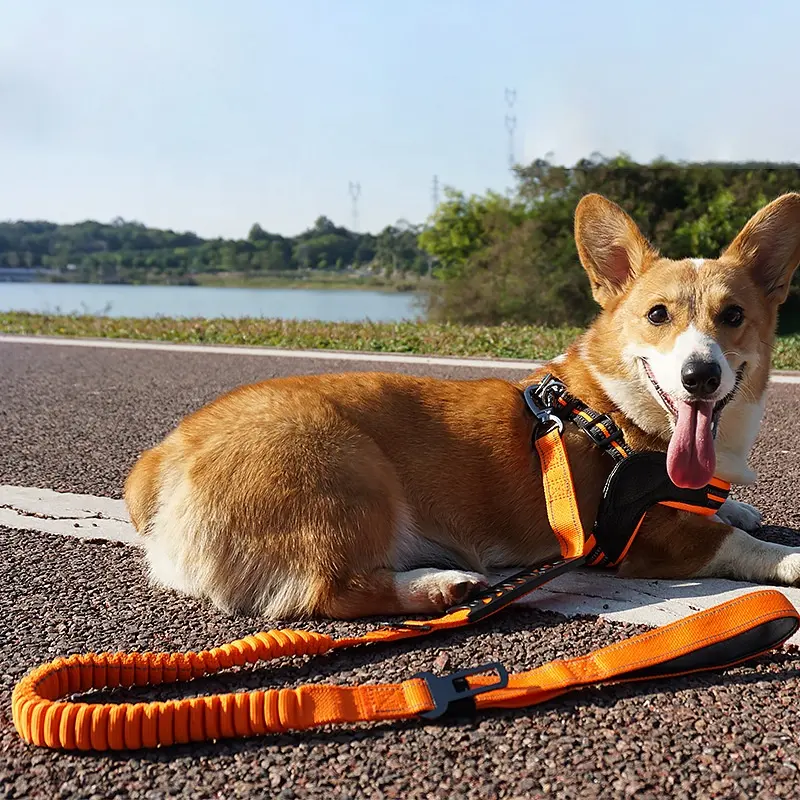 Großhandel 6 Ft starke Nylon Hunde leine Hoch reflektierende Fäden und Bungee Buffer Haustier Leine und gepolsterte Griff Nylon Hunde leine