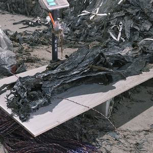 Üretici Toptan Fabrika Doğrudan Satış Kalın Etli Bütün Kelp Başlığı AD Laver Doğranmış 500g Toplu Halde Su İçinde Saklanmış - Product Image 3