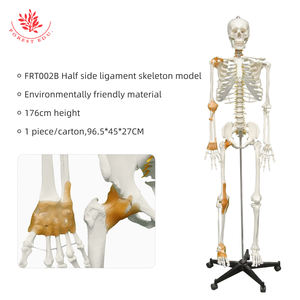Modèle de squelette humain avec demi-<span class=keywords><strong>ligament</strong></span> et nerfs spinaux FRT002B Modèle de squelette anatomique grandeur nature - Product Image 4