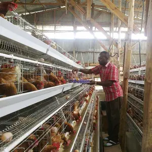 Cages de poulet de couche de batterie de la conception avancée A de type 3/4 rangées pour la ferme avicole