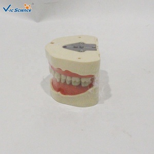 Modèle dentaire standard à 28 dents, modèle <span class=keywords><strong>d</strong></span>'enseignement complet de la <span class=keywords><strong>dentition</strong></span> permanente pour les écoles dentaires CE/ISO/ROHS/CNAS - Product Image 2