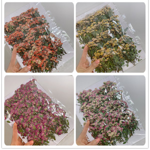 Rosa prensada de resina Real para artesanía, artesanía creativa de resina artesanal - Product Image 5