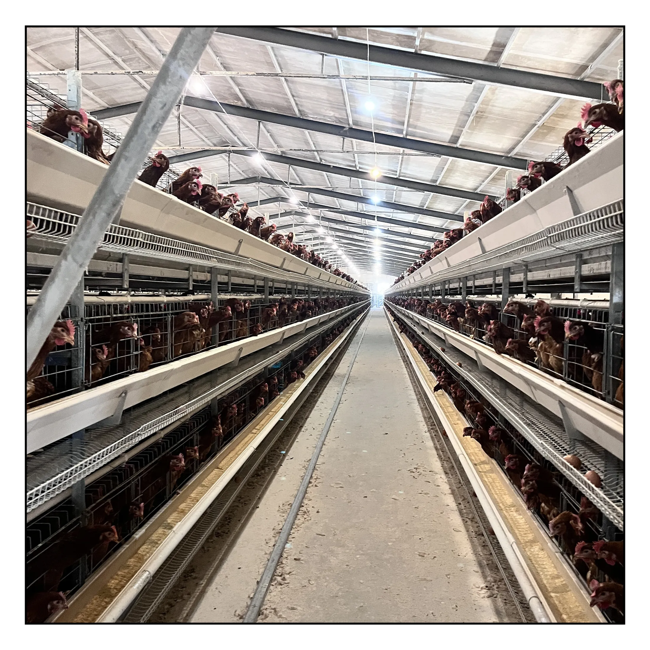 Хорошее качество и недорогой слой для сбора куриных яиц для птицефабрики