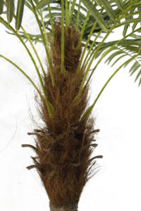 <span class=keywords><strong>Sen</strong></span> Masine 230cm 21 hojas verde Faux Phoenix <span class=keywords><strong>planta</strong></span> palmera Artificial para jardín al aire libre decoración del hogar - Product Image 4