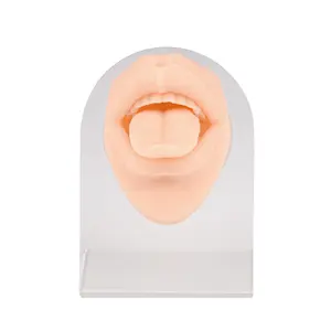 Piercing Practice Body Parts Snake Bite Tongue Labret Lip Piercing Mouth Piercing Model