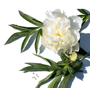 OEM/ODM Minyak Biji Peony Kelas Makanan Ekstrak Lembut Kapsul Premium Botol Drum Nutrisi Terkonsentrasi Perawatan Kesehatan Harian - Product Image 4