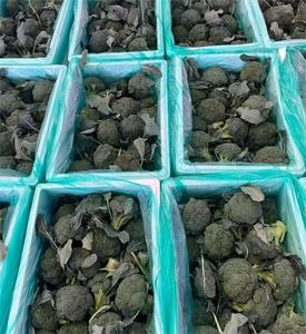 <span class=keywords><strong>Broccoli</strong></span> freschi di alta qualità <span class=keywords><strong>broccoli</strong></span> freschi di fabbrica a basso prezzo - Product Image 2