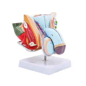 चिकित्सा विज्ञान शिक्षण एनाटॉमी 5 भाग अलग प्रजनन प्रणाली पुरुष जननांग अंग मॉडल - Product Image 5