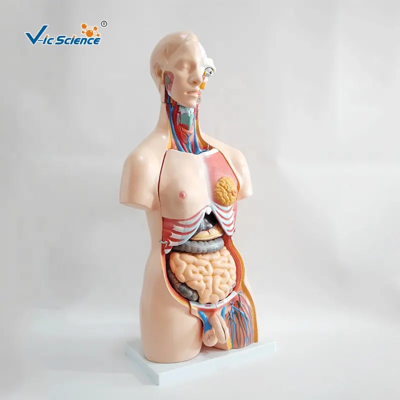 anatomisches modell eines menschlichen torso 85 cm unisex torso 23 teile geschlechtsloses menschliches torso unisex modell