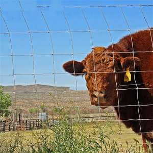 Valla Agrícola Económica de Nudos Fijos, Valla Galvanizada para Campos, Protección Contra Cabras - Product Image 5