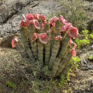 Yüksek kaliteli GMP standart <span class=keywords><strong>Hoodia</strong></span> Gordonii vakum paketlenmiş davul <span class=keywords><strong>Hoodia</strong></span> kaktüs özü gıda sınıfı toz özü - Product Image 4
