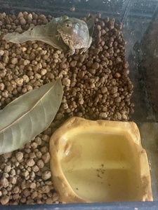 Cuenco alimentador <span class=keywords><strong>de</strong></span> <span class=keywords><strong>agua</strong></span> y comida <span class=keywords><strong>de</strong></span> resina para reptiles Productos para mascotas-Plato para reptiles - Product Image 3