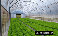 Serre tunnel agricole simple travée en film PE pour petites exploitations commerciales en zone tropicale
