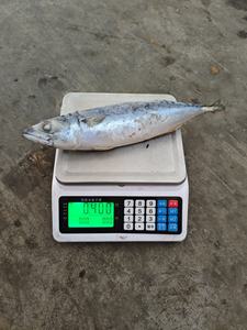 ปลาแมคเคอเรลแช่แข็ง 300-500 กรัม จับจากทะเลน้ำลึกโดยตรง เนื้อนุ่ม เหมาะสำหรับอาหารญี่ปุ่นและเกาหลี - Product Image 5
