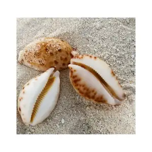 حار صفقة صدف Cowrie قذائف سلس ولامع