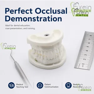 Modèle dentaire en plâtre avec base en acier inoxydable, modèle d'étude typodont blanc pour la formation et la démonstration en orthodontie - Product Image 4